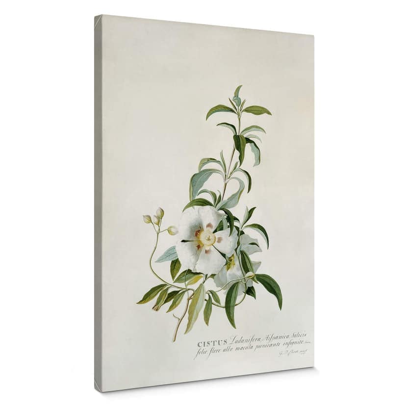 Canvastavla Ehret - Cistus