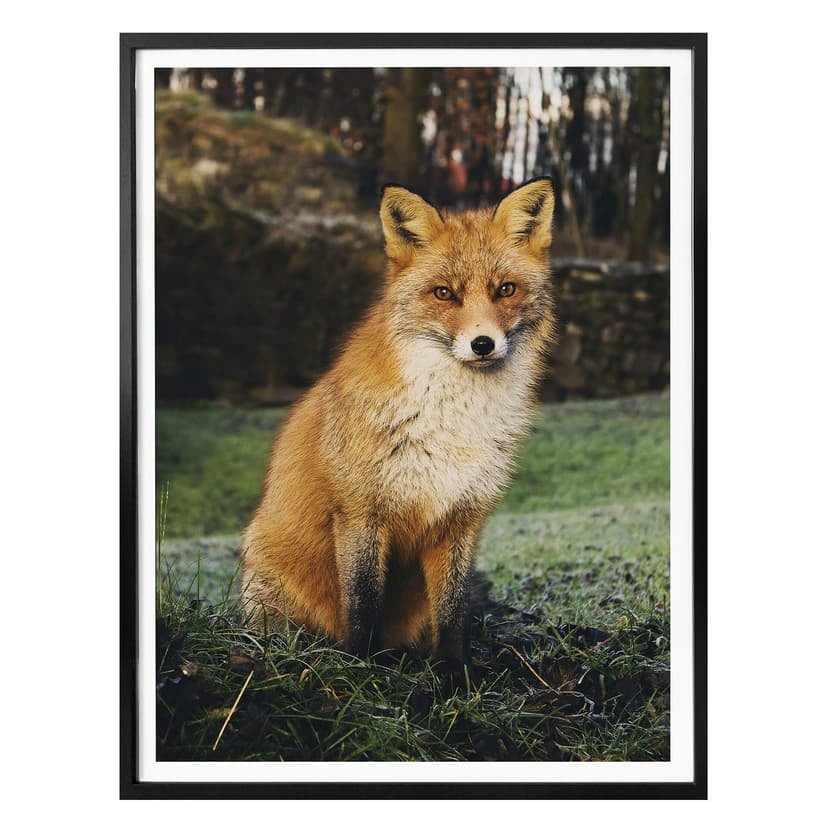 Poster räv 01