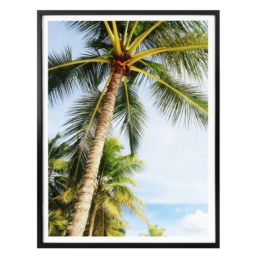 Poster - Palms 07