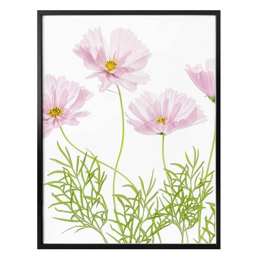 Poster Disher - Sommarblomma