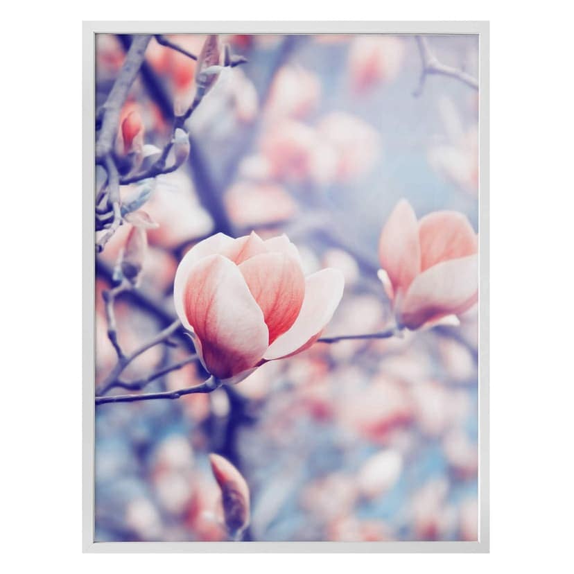 Poster med magnoliaknoppar