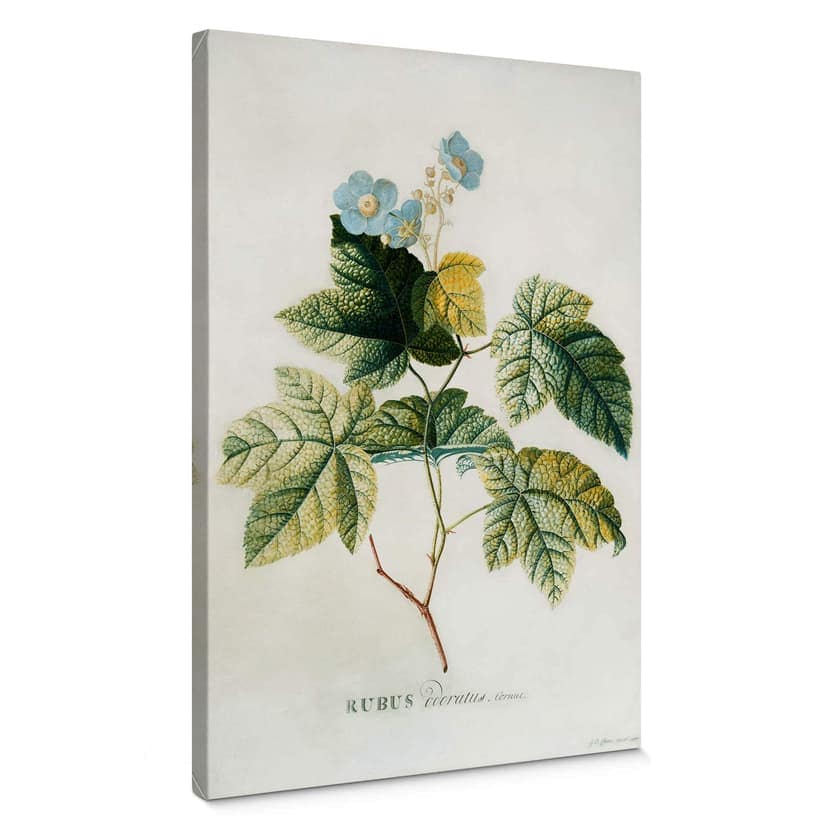 Canvastavla Ehret - Rubus