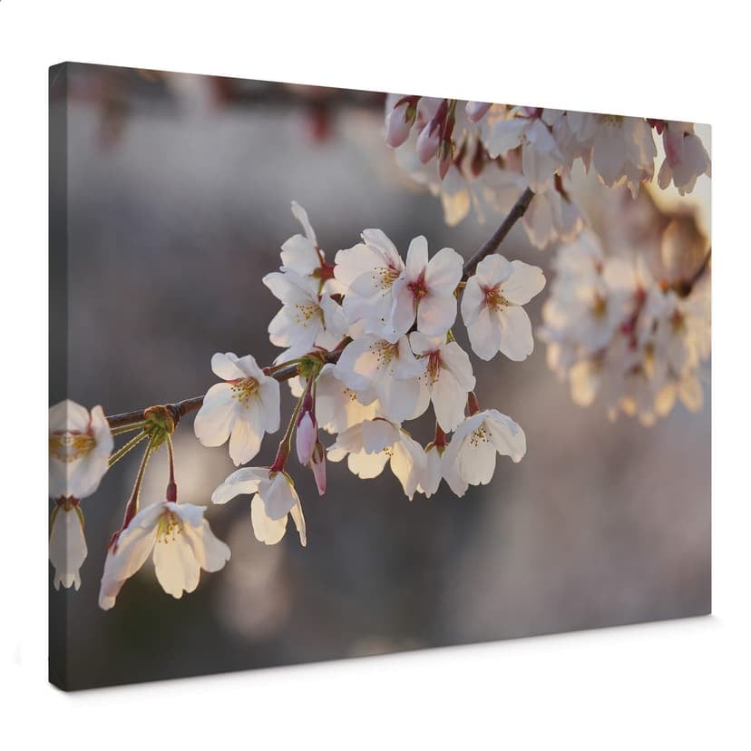 Canvastavla gren av körsbärsblommor