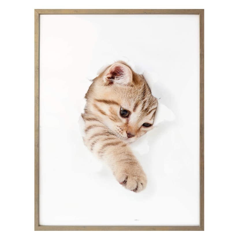 Poster kattunge på upptäcktsfärd