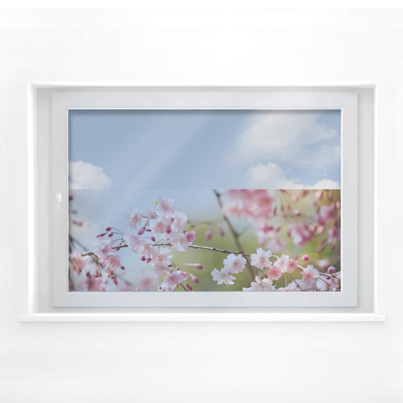 Körsbärsblommor fönsterbild