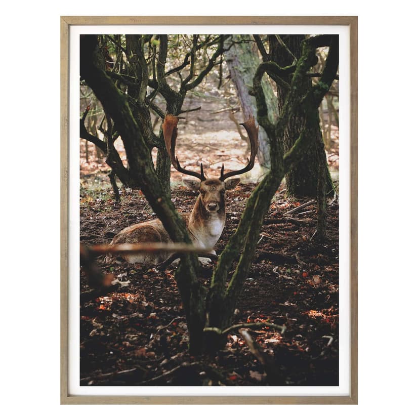 Poster paus i skogen