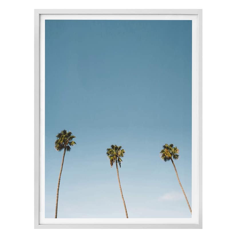 Poster Palms 02