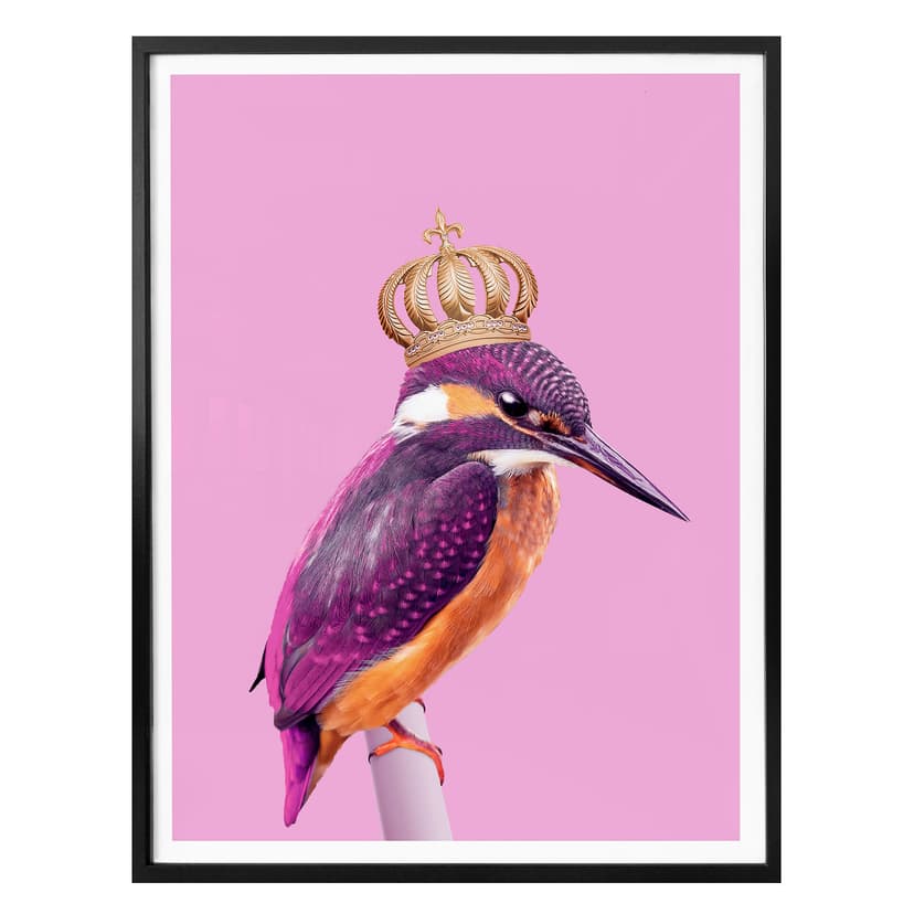 Poster lös - Queenfisher