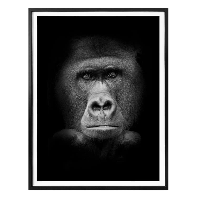 Poster med gorillor