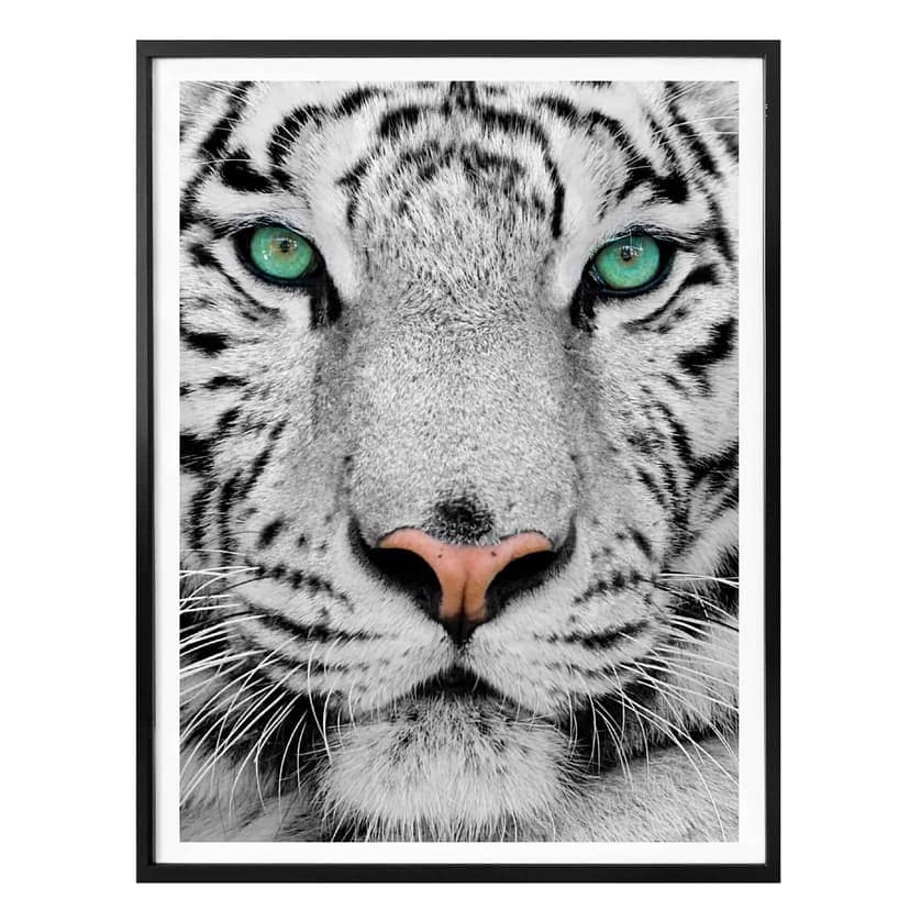 Poster Underbar Sumatratiger