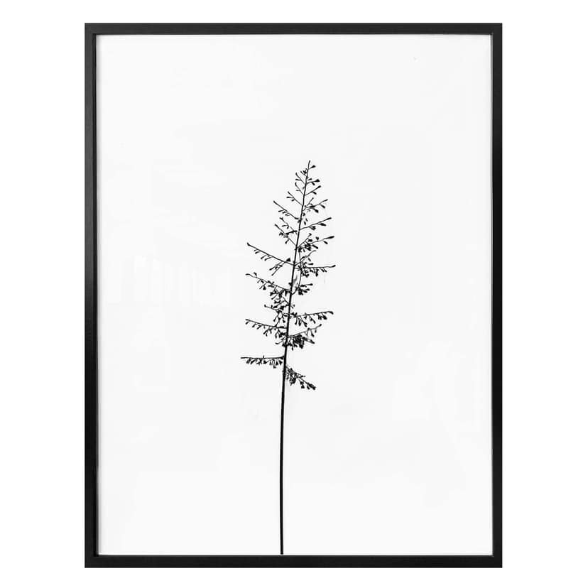 Poster ängsgräs
