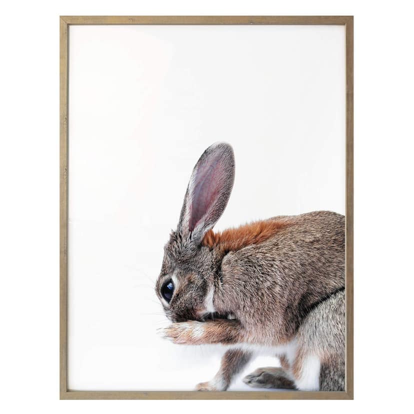 Premiumaffisch - Lepus