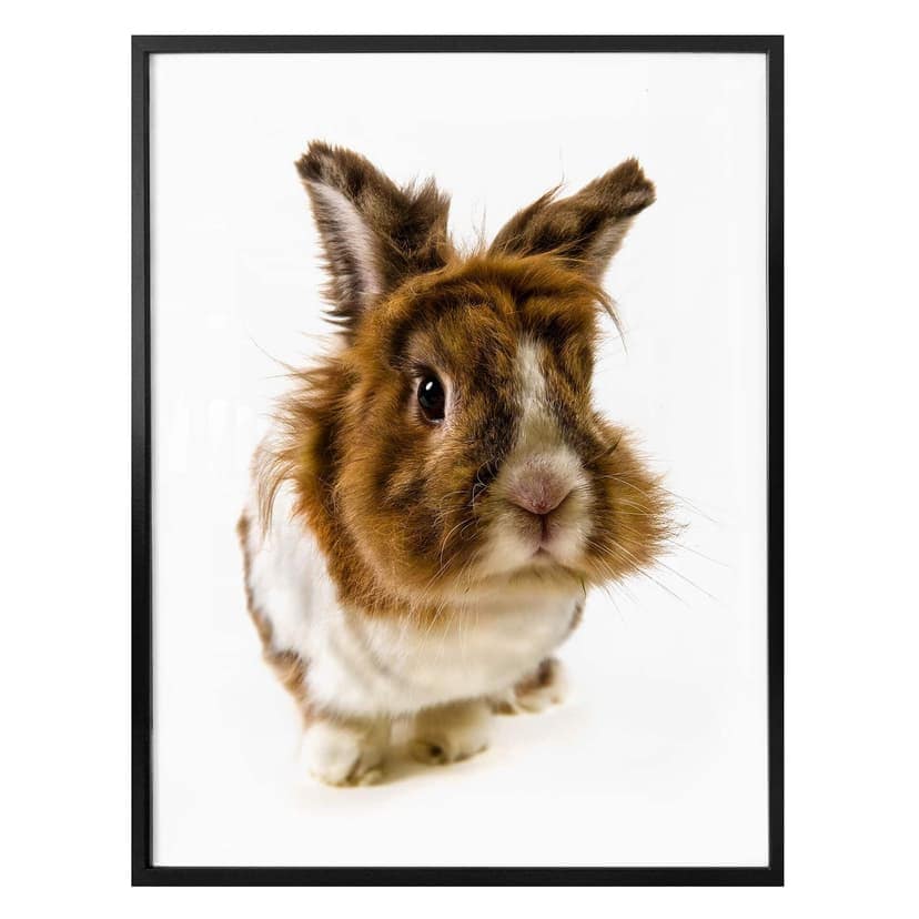 Poster Rabbit