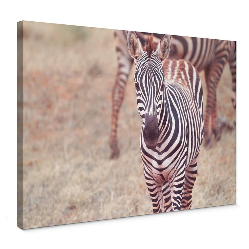 Canvastavla zebra föl