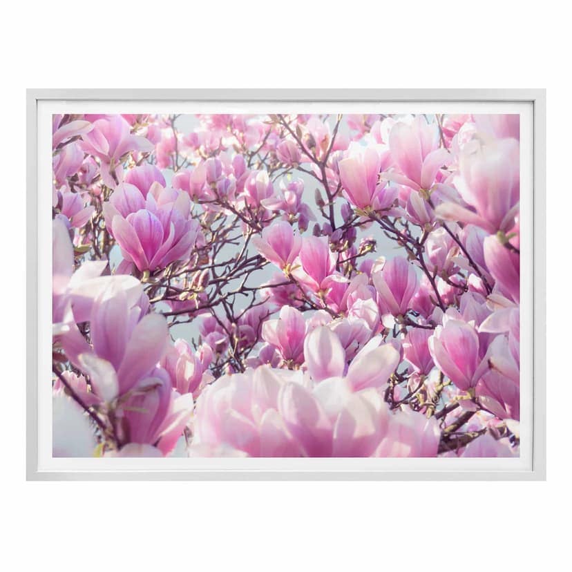 Poster Delgado - Magnoliaträd