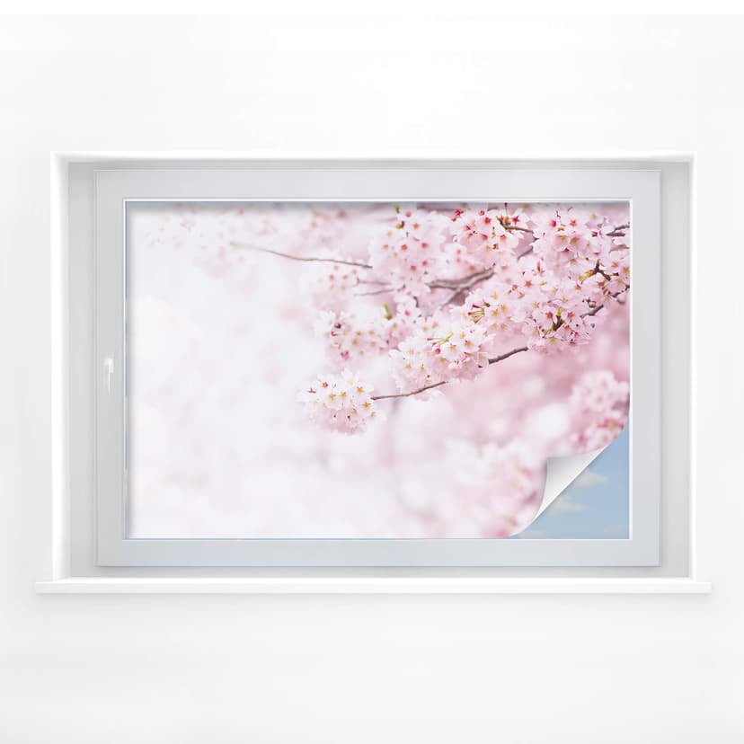 Delikat körsbärsblomma sekretessfilm