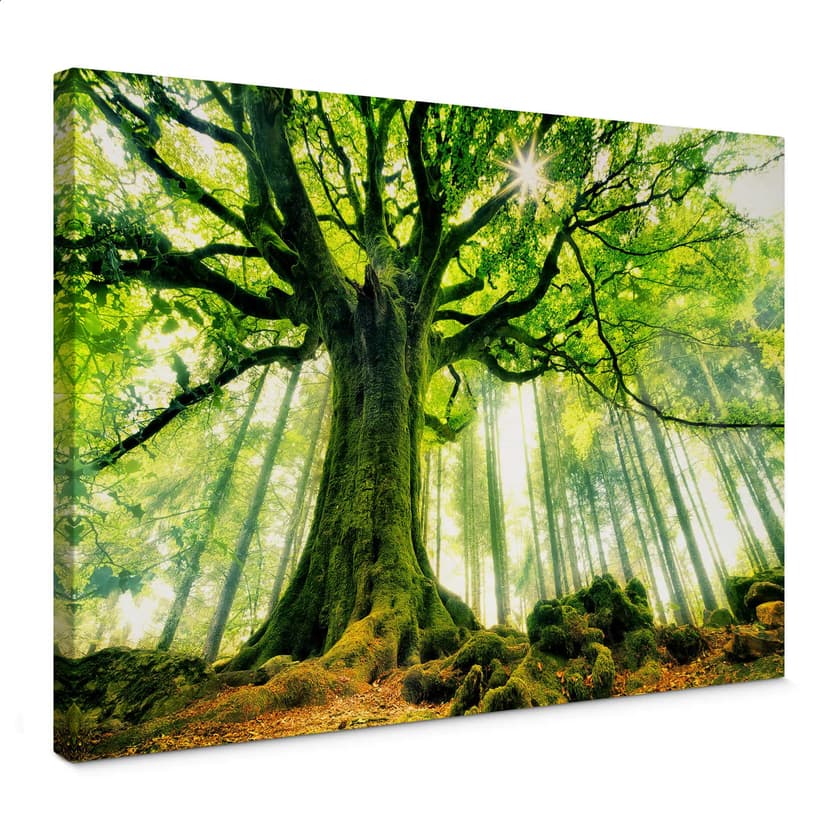 Canvastavla Kiciak - Sagolik skog