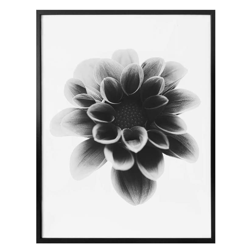 Poster Grønkjær - Dahlia