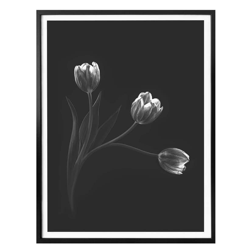 Poster Pan - Tulpan trio