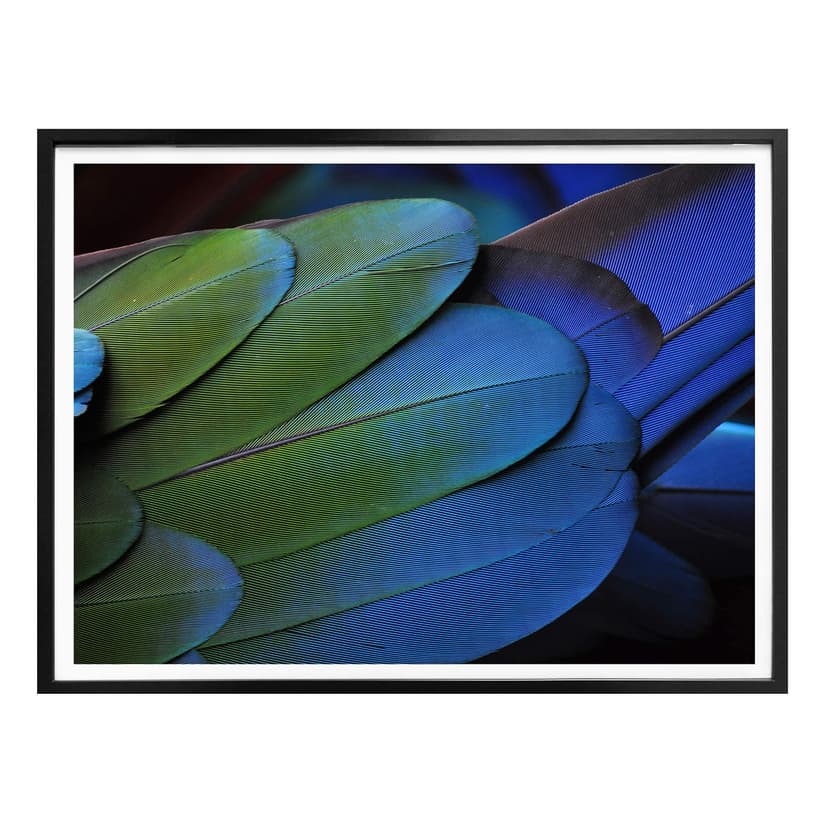 Poster Tropical Colours