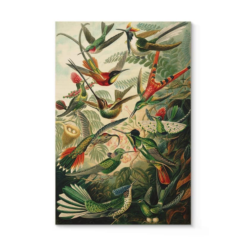 Träposter Haeckel - Kolibrier