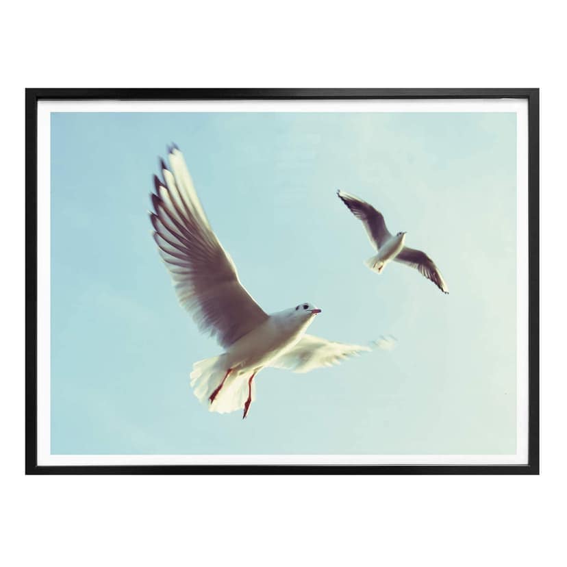 Poster Seagulls 02