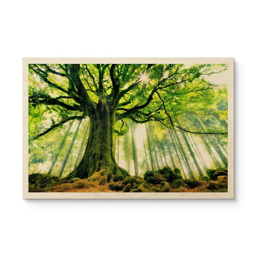 Träposter sagoskog - Kiciak
