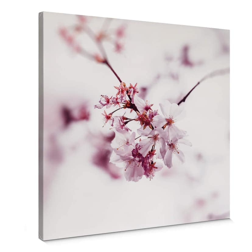 Canvastavla körsbärsblomma - Fyrkant