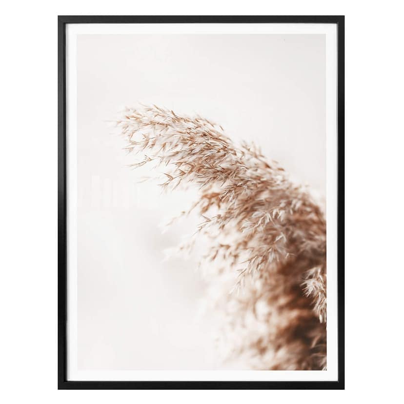 Pampasgräs Poster