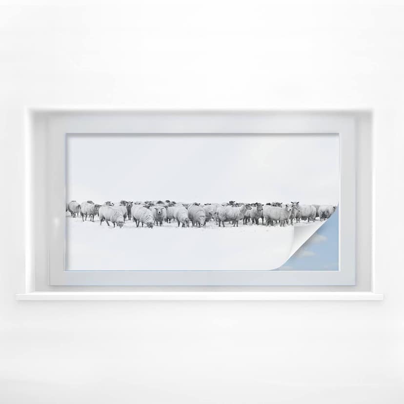 Sekretessfilm flock av får - Panorama