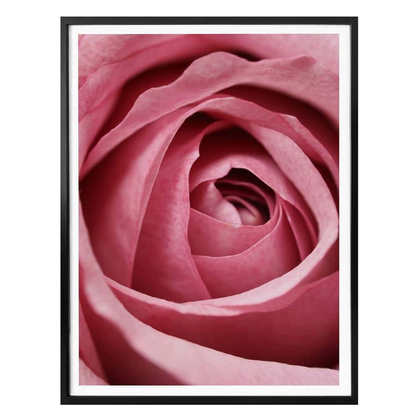 Poster Den rosa rosen