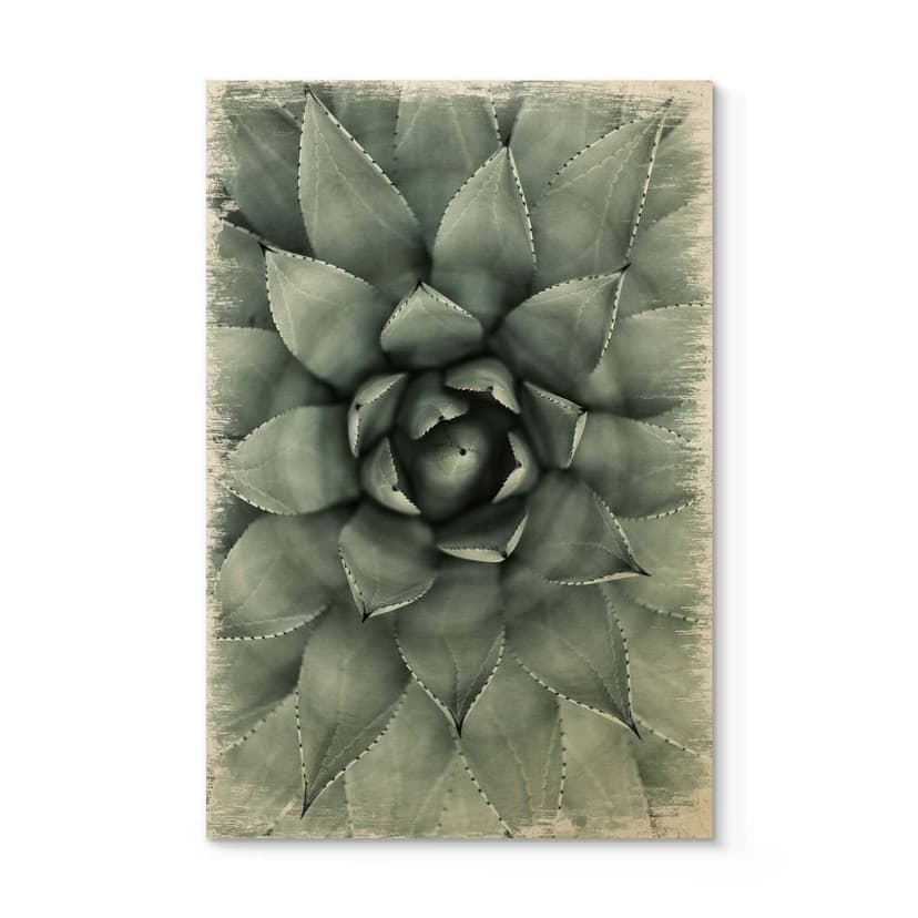 Träposter Agave 02