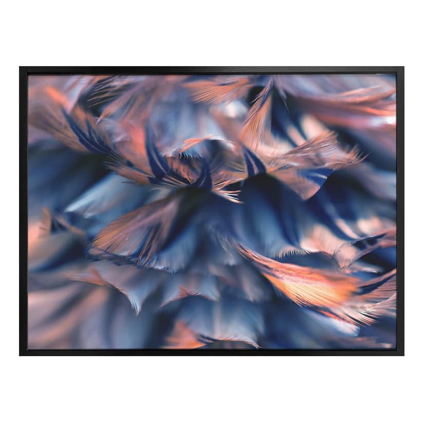 Plumage poster