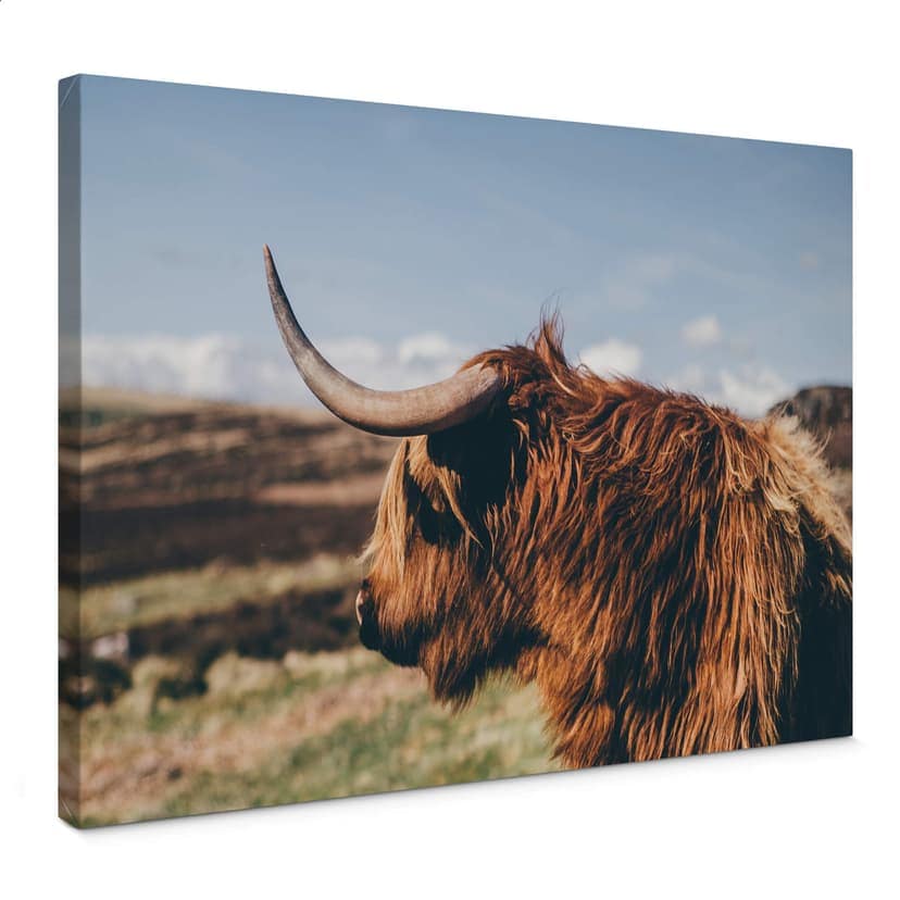 Canvas Highland Cow 02