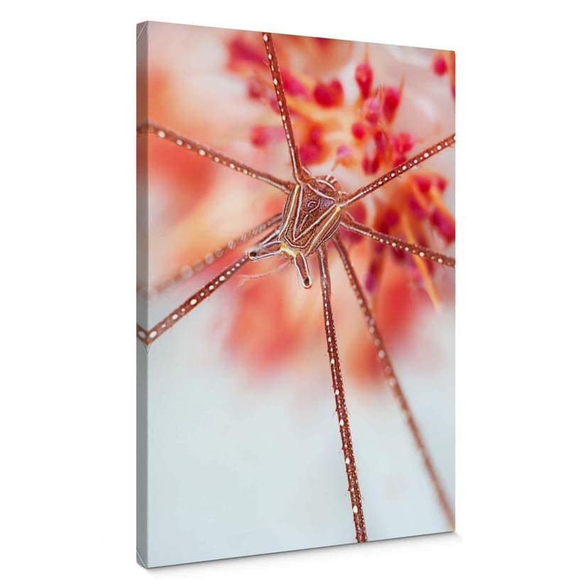 Canvas Narchuk - Exotiska undervattensmiljöer