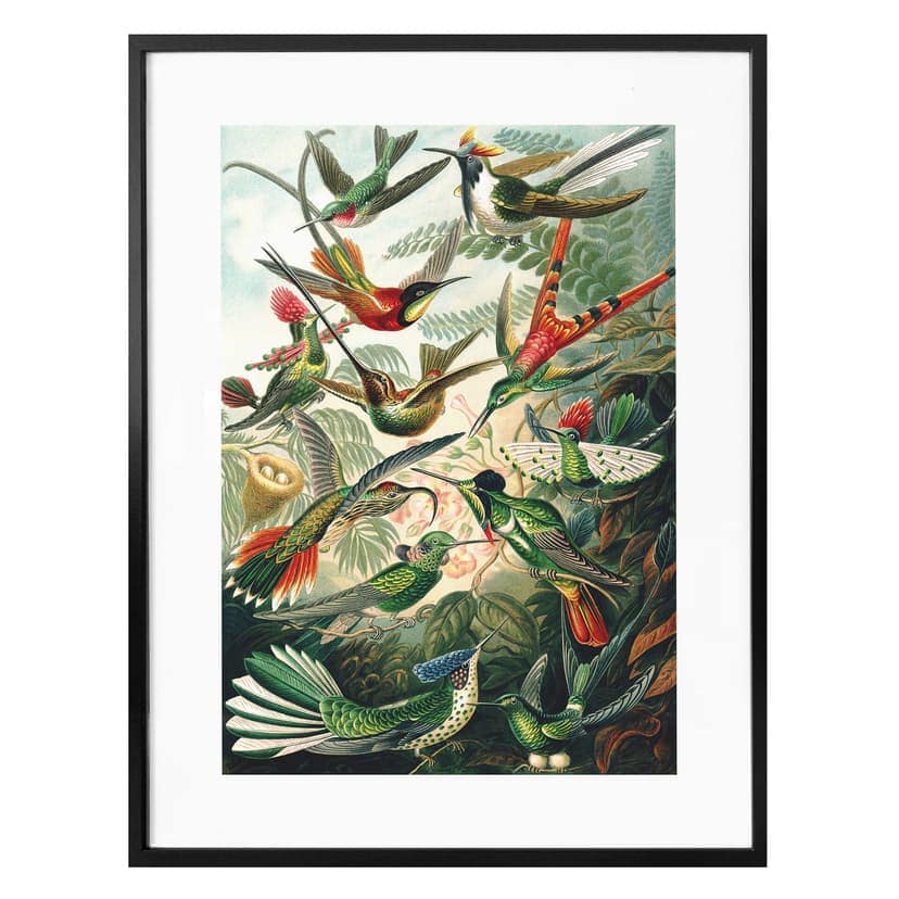 Poster Haeckel - Kolibrier
