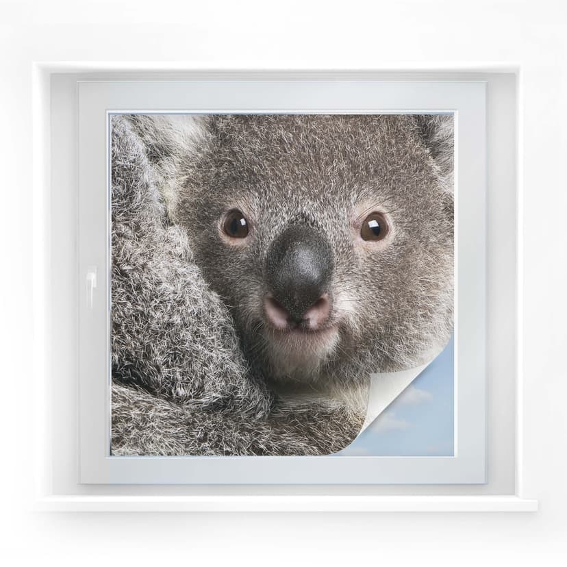 Sekretessfilm Cuddly Koala - fyrkantig