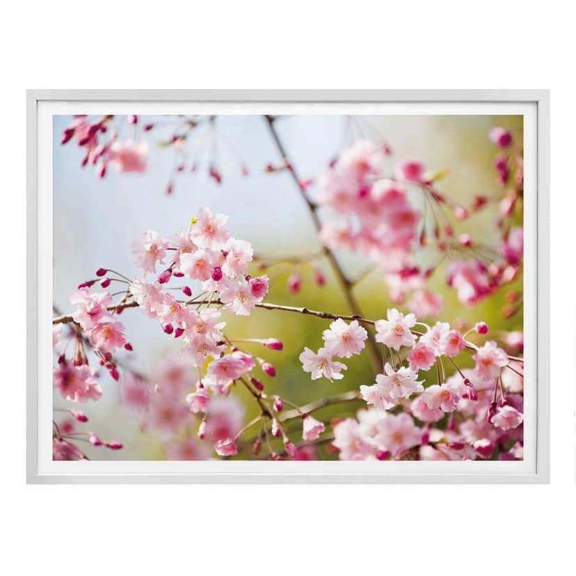 Poster Körsbärsblommor