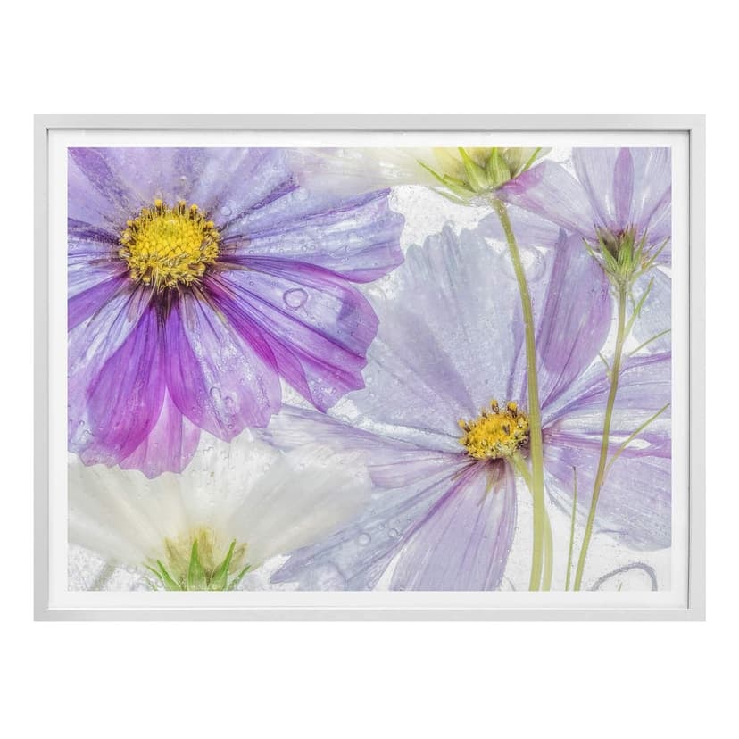 Poster Disher - Frusna blommor