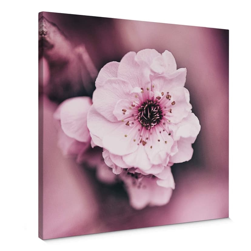 Canvastavla Blossom splendour - Fyrkant