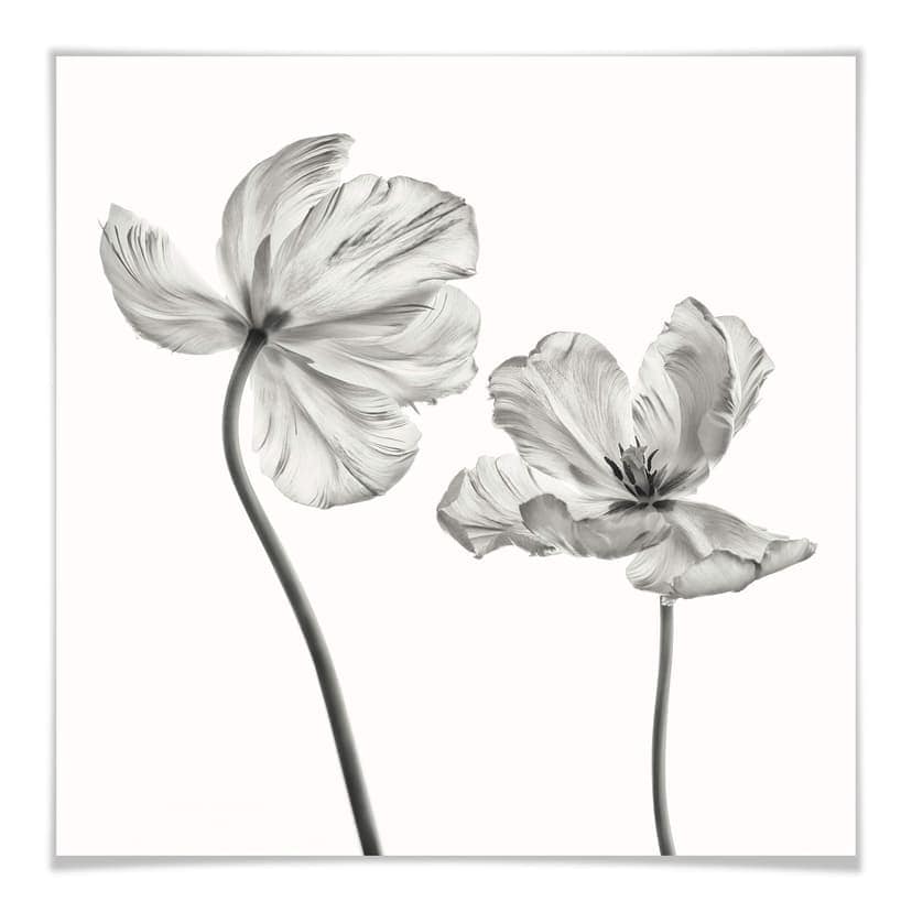 Poster Grønkjær - Tulpanblomma