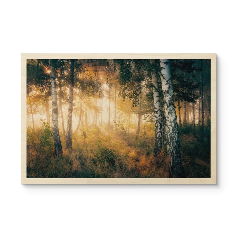 Träposter solsken i en björkskog - Kado