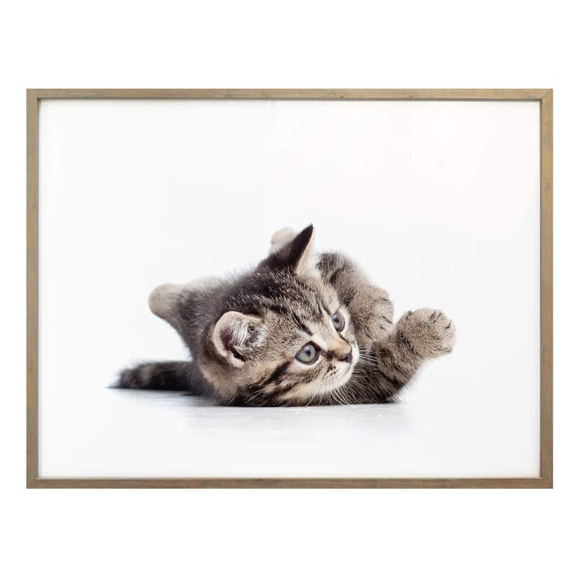 Poster kattunge lekfull