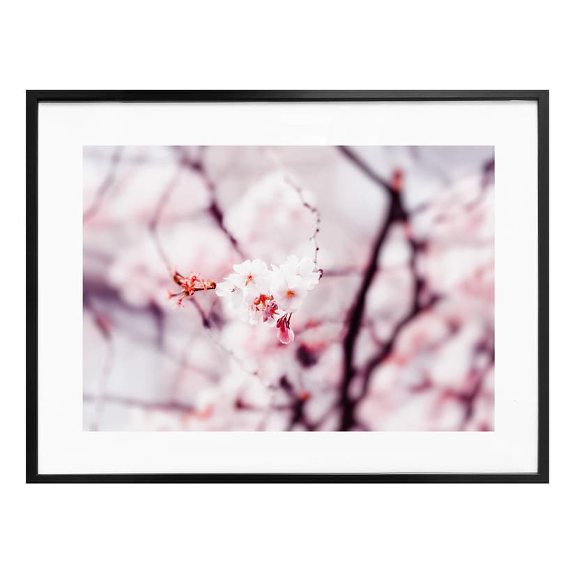 Poster Körsbärsblomma 02