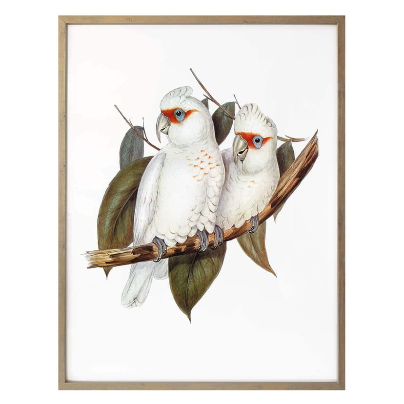 Nose cockatoo poster