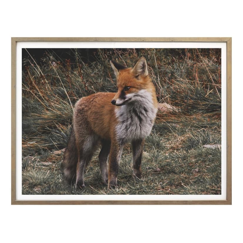 Poster - Fox 02