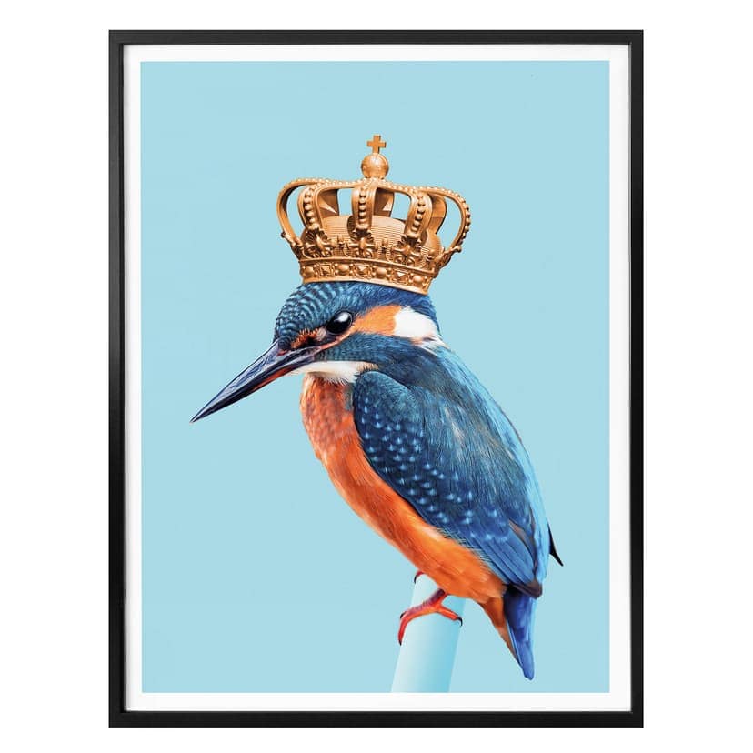 Poster Loose - Kungsfiskaren