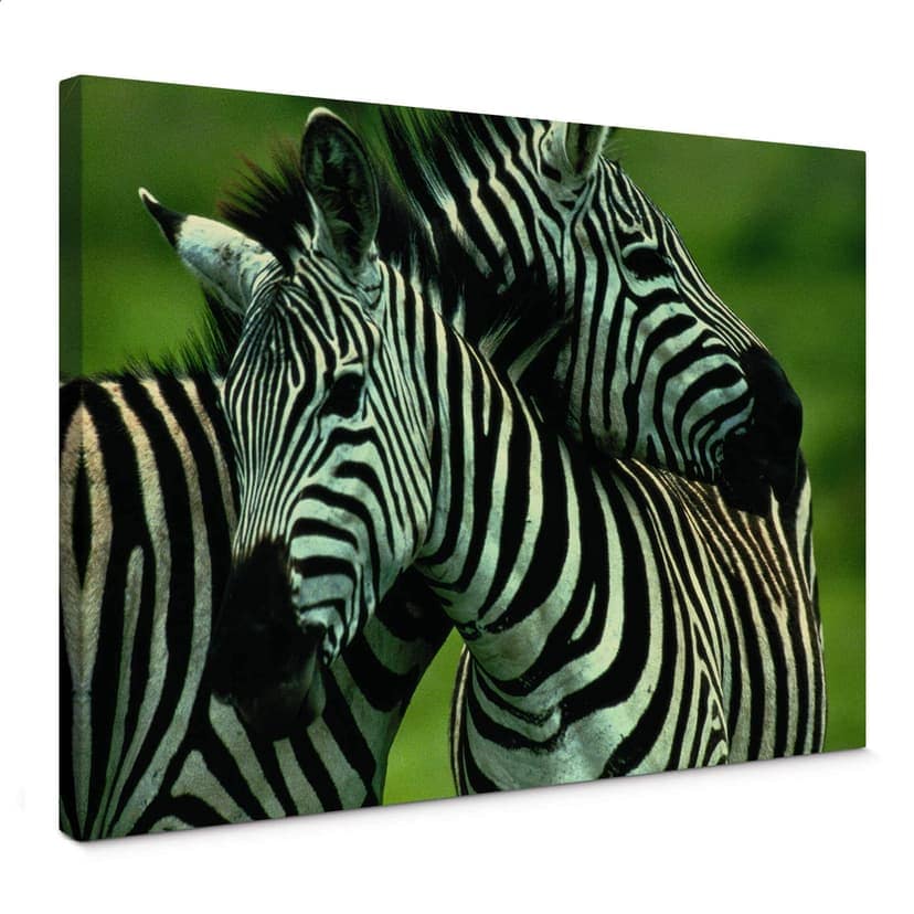 Canvastavla NG Zebrapar