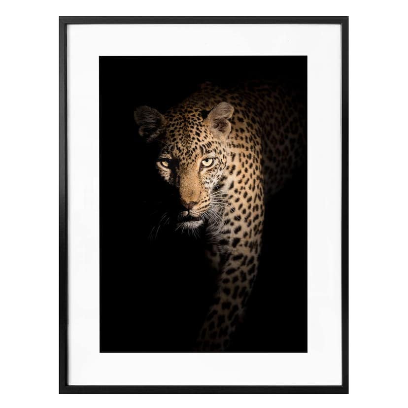Poster Guijt - Leoparden