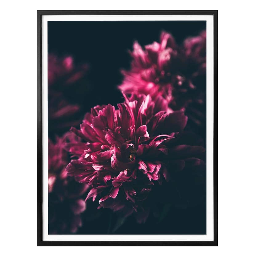 Poster Rosa blomma dröm 01